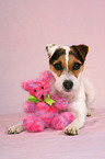 lying Jack Russell Terrier with teddy bear