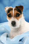 Jack Russell Terrier Portrait