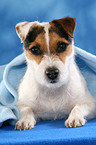 lying Jack Russell Terrier