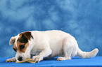 eating Jack Russell Terrier