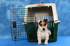 lying Jack Russell Terrier in pet carrier