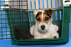 lying Jack Russell Terrier in pet carrier