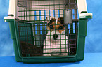 lying Jack Russell Terrier in pet carrier