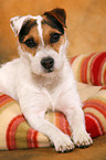lying Jack Russell Terrier