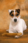 Jack Russell Terrier with bone