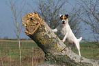 standing Jack Russell Terrier