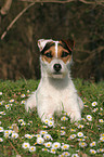 lying Jack Russell Terrier