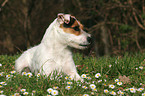 lying Jack Russell Terrier