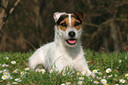 lying Jack Russell Terrier