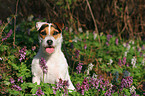 sitting Jack Russell Terrier