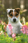 Jack Russell Terrier Portrait