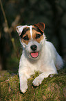 lying Jack Russell Terrier