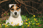 lying Jack Russell Terrier