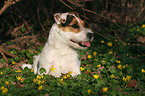 lying Jack Russell Terrier