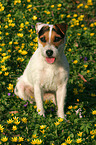 sitting Jack Russell Terrier