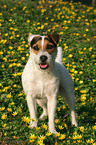 standing Jack Russell Terrier