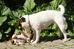 dog and puppy