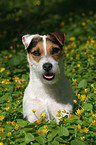 Jack Russell Terrier Portrait