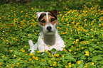 sitting Jack Russell Terrier