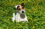 sitting Jack Russell Terrier