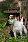 standing Jack Russell Terrier