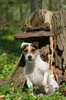 sitting Jack Russell Terrier