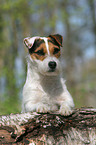 lying Jack Russell Terrier