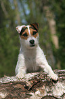 lying Jack Russell Terrier