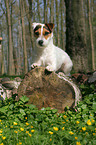 lying Jack Russell Terrier