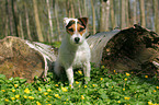 sitting Jack Russell Terrier