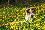 Jack Russell Terrier Portrait