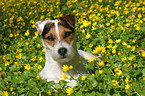 Jack Russell Terrier Portrait