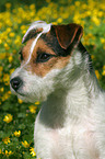 Jack Russell Terrier Portrait