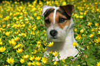 Jack Russell Terrier Portrait