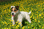 standing Jack Russell Terrier