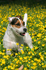 standing Jack Russell Terrier