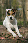 lying Jack Russell Terrier