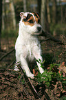 standing Jack Russell Terrier