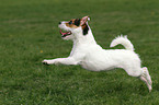 running Jack Russell Terrier