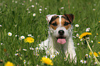 lying Jack Russell Terrier