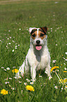sitting Jack Russell Terrier