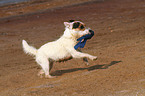 playing Jack Russell Terrier