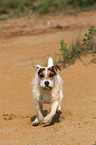 running Jack Russell Terrier