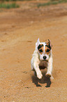 running Jack Russell Terrier in the sand