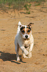 running Jack Russell Terrier in the sand