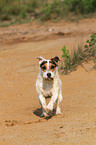 running Jack Russell Terrier in the sand