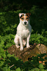 sitting Jack Russell Terrier