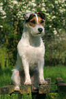 sitting Jack Russell Terrier