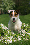 Jack Russell Terrier Portrait in spring