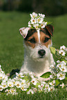 Jack Russell Terrier Portrait in spring